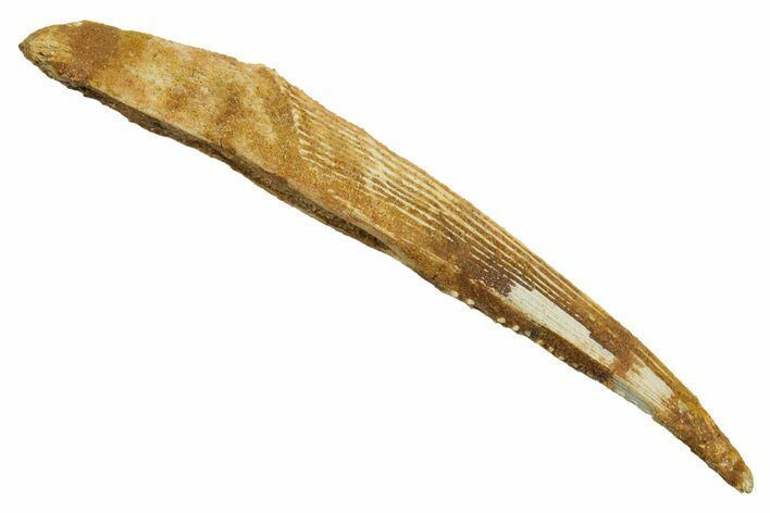 Fossil Shark (Hybodus) Dorsal Spine - Kem Kem Beds, Morocco #353100